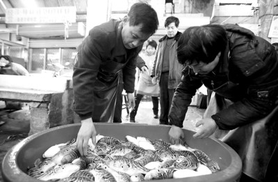 安全 食用河豚 鱼七问_新闻中心_新浪网