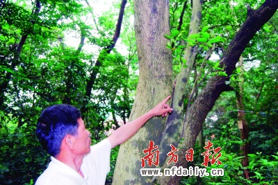 高要惊现百余珍稀沉香树