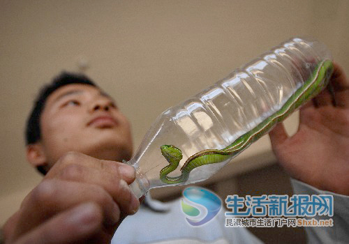 毒蛇青竹标当吉祥物养 吓人了