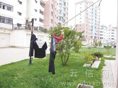 太曹耐了 绿化带上拴线晒红<em>内裤</em>_新闻中心_新