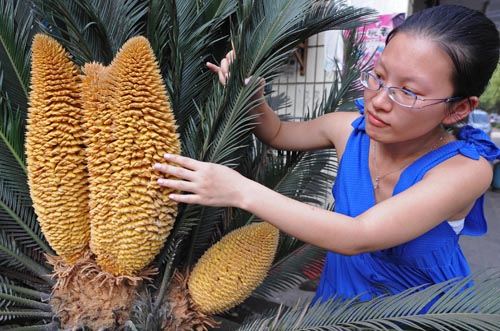 奇闻：宜都一株铁树开出四朵花蕊（组图）