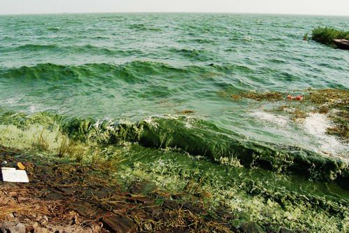 安徽巢湖大面积蓝藻爆发