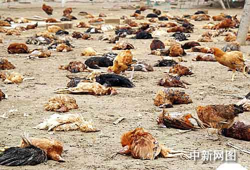 江苏滨海两家养鸡场死鸡数量已超2万只(图)