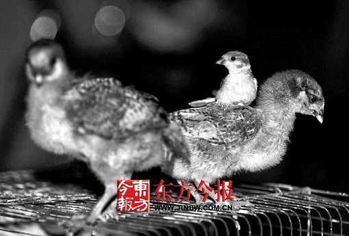 麻雀怎么睡觉 1247683095_hrr4MA.jpg