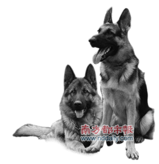 缉毒犬进校园阻吓吸毒? 曾荫权三天两次关注青