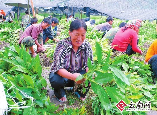 特色产业促增收 福贡县匹河怒族乡力推种植业