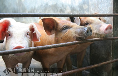 [原创]兴安:返乡农民工回乡养猪 政府补贴2000