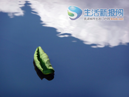 荷花摄影大赛落幕9幅作品获奖