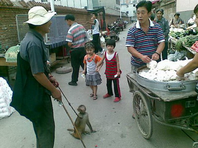 带着猴子乞讨 老人涉嫌违法