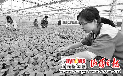 长子县方兴高效农业示范园采用基质盘育苗技术