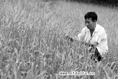 "东莞袁隆平"