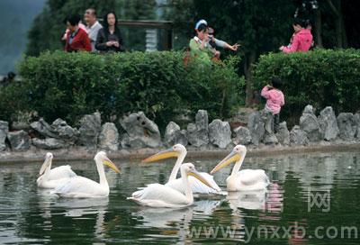 这个黄金周 昆明翠湖最热闹
