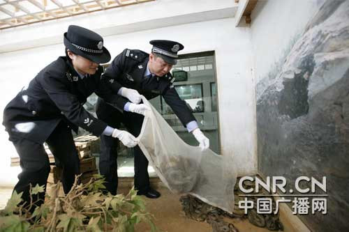 大连海关放生 2300余条走私蛇入住国家自然保