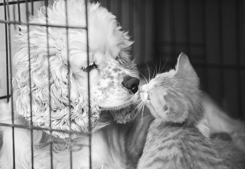 猫<em>妈妈</em>食物中毒身亡 <em>处女</em>狗挺身而出当奶妈