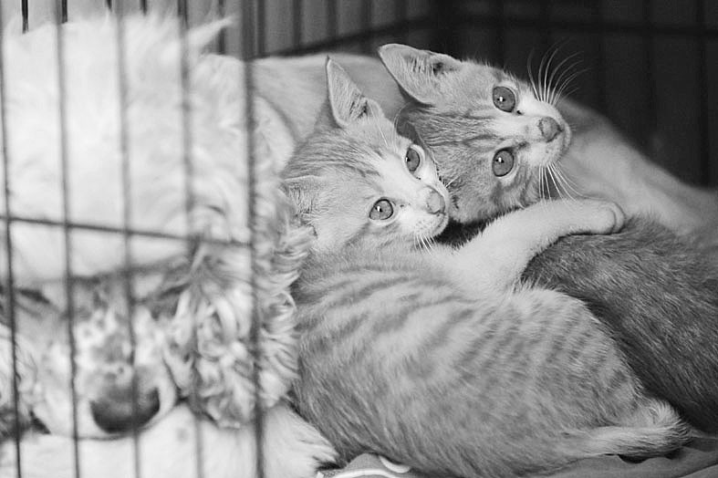 猫<em>妈妈</em>食物中毒身亡 <em>处女</em>狗挺身而出当奶妈
