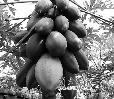 1259021748_JmCb9m.jpg