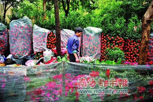 年花年桔年后不寂寞