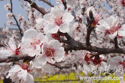 丹江口市习家店镇杏花村 杏花美景入画来(图)