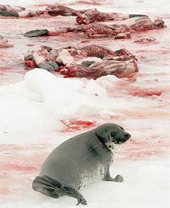 动物保护团体公布残忍画面 吁拒买海豹海狗制