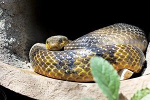 永陵现大蛇 居民戏称守陵