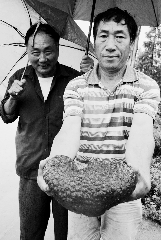 细菌水怪 最近,上虞镇南村许多村民在当地竹洞湖里发现许多水怪,在水里呈球状,半透明如果冻,体内有红色的血丝,表皮上布满小孔,被太阳一晒,会像棒冰似的化掉。 经专家鉴定,水怪其实是由细菌、真菌、放线菌三大类微生物形成的复合体,表面的孢子囊里面孕育了无数个孢子,产生水怪的原因可能是水质营养过剩。 通讯员 金云国文/摄