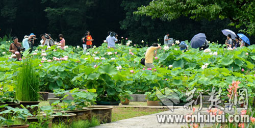 本届荷花节除了大型赏花活动外,还将首次对游客推出大型激情啤酒之夜