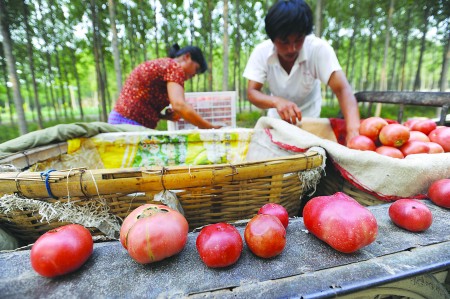 华联超市献爱心,两毛一斤收购西红柿 5吨货车