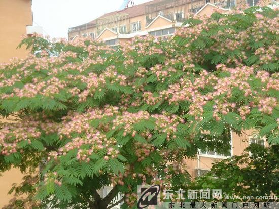 日落而合日出而开 旅顺的芙蓉树开花了(图)