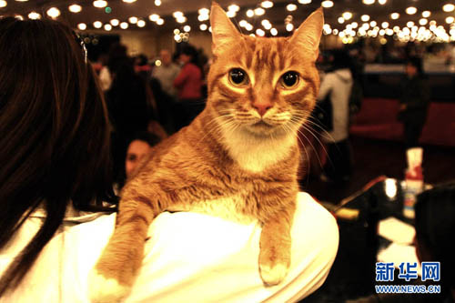 阿根廷举行国际猫咪选美大赛