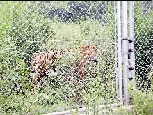 西安老虎吃人动物园已整改检察官建议增设警铃