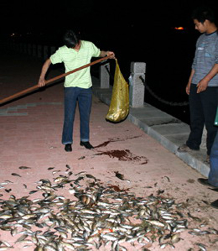 葫芦岛五里河再现大量死鱼不排除企业偷排污水