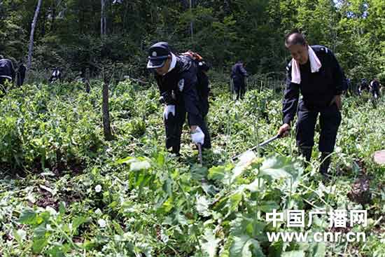 黑龙江省禁毒委组织集中铲毒行动