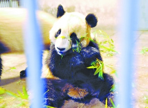 北京熊猫因肠系膜扭转去世发病到死亡仅数小时