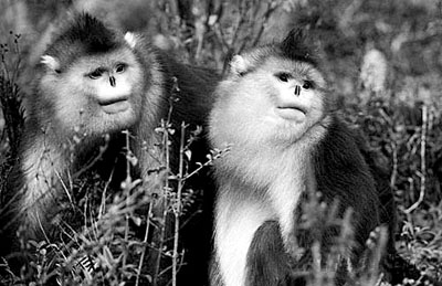 滇金丝猴数量持续增加或可告别濒危