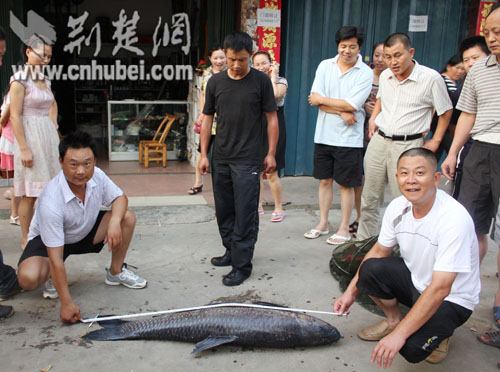 孝昌市民在水库钓起一条26.4公斤大青鱼(组图)