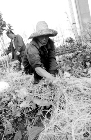 绿化植物被祸害得不浅工作人员忙清理菟丝子