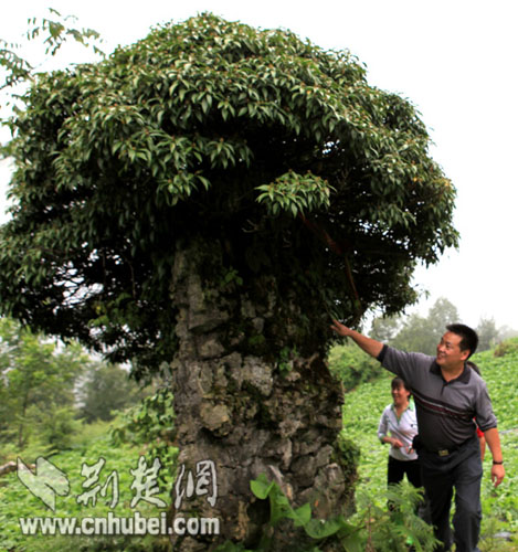 长阳县火烧坪乡一块石头上长大树远看像蘑菇(