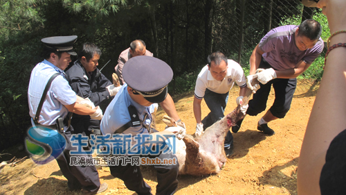 云南野生动物园血案 五狗咬死六鹿
