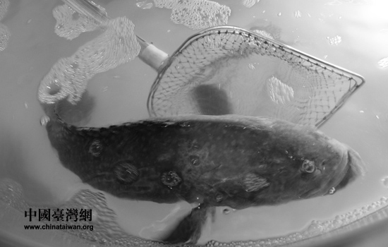 台湾石斑鱼等18种农渔产品首次亮相大陆受青睐(图)