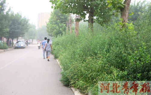 <em>草比</em>冬青高 绿化带咋没人修?_新闻中心_新浪网