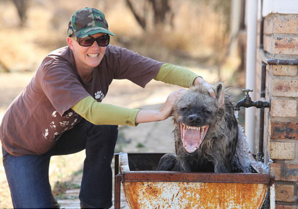 南非被弃土狼的幸福生活：洗澡时咧嘴大笑