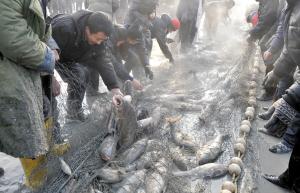 查干湖冬捕头鱼每斤一万多