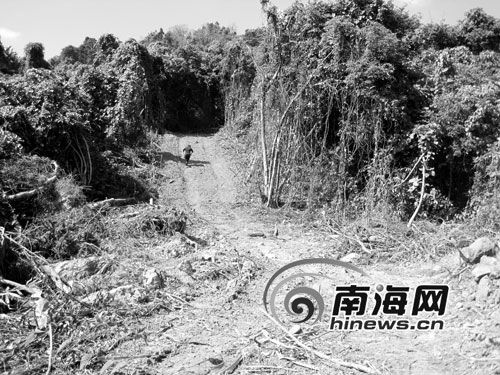 为盗大树，窃贼不惜毁林修路。本版图片均由海南日报记者 范南虹 摄