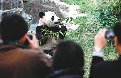 图为大熊猫"心心"在吃竹叶.-澳门大熊猫馆开幕