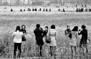 受雨雪寒冬及草害影响桐浦油菜花海今年不见了