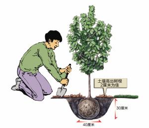 我们准备了一批南方红豆杉薄壳山核桃树苗免费大派送