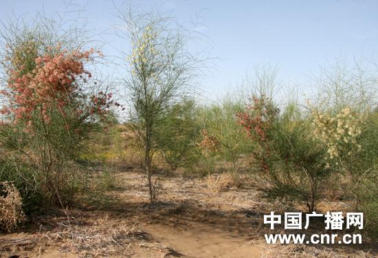 渐别“春日风起沙打脸”宁夏护林工人话生态