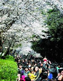 昨日，武汉大学樱花树下游人如织 记者李辉摄