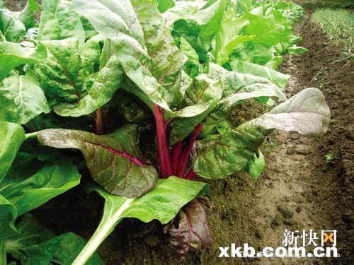 ������ɳ�q�Q���ֵ�-131��ϴ���ο�ȥ������
