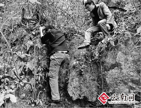 花面狐树林里被下套夹住劫后余生竟频频回头